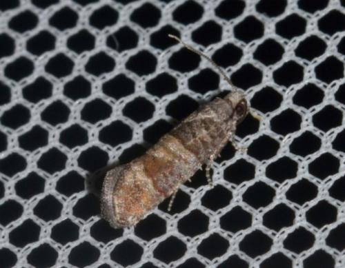 Clavigesta sylvestrana